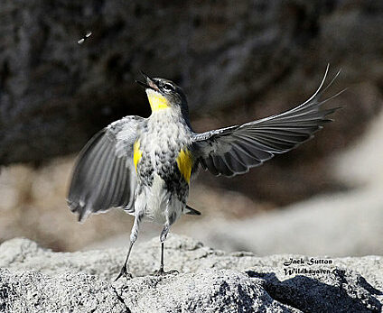 oiseau chanteur