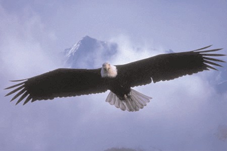 VDS79