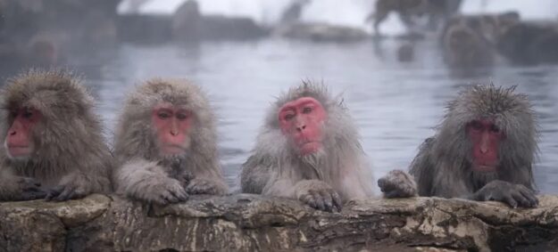 4 singes – copie