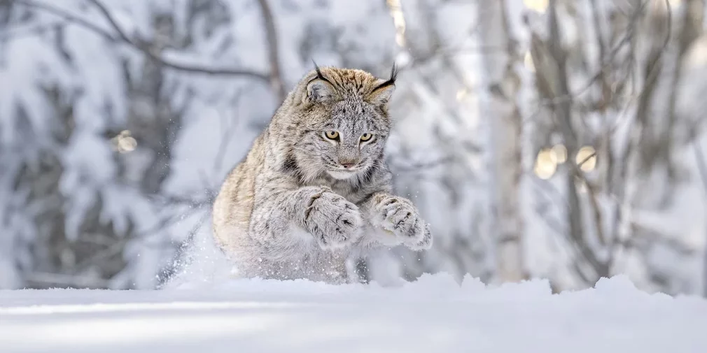 lynx