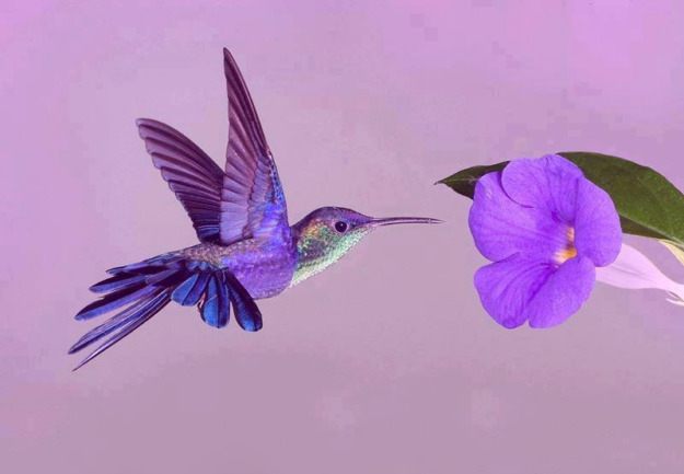 VDF n°140_image